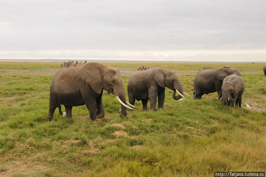 Борьба слонов за самку в парке Амбосели Амбосели Национальный Парк, Кения