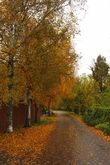 Осень мне в Суздале понравилась — золотая и яркая, жаль только, что красных оттенков мало.