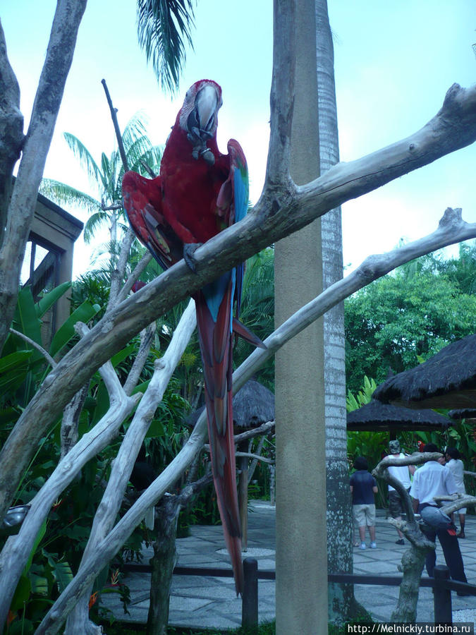 Парк птиц / Bali bird park
