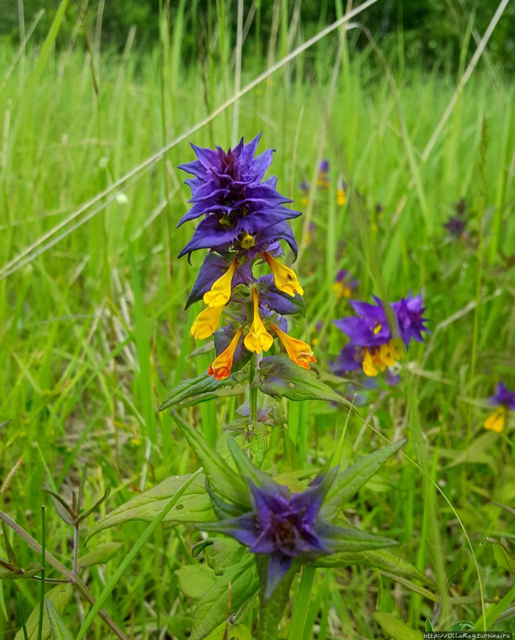 Любителям полевых цветов  понравится марьянник дубравник, в народе прозванный иваном-да-марьей. Вот не вышла бы размяться под Калязиным, может и не знала бы о таком цветке.