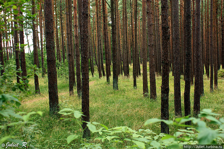 Литва сосны. Литовский лес. Литва леса. Хвойный лес литва. Литва леса.