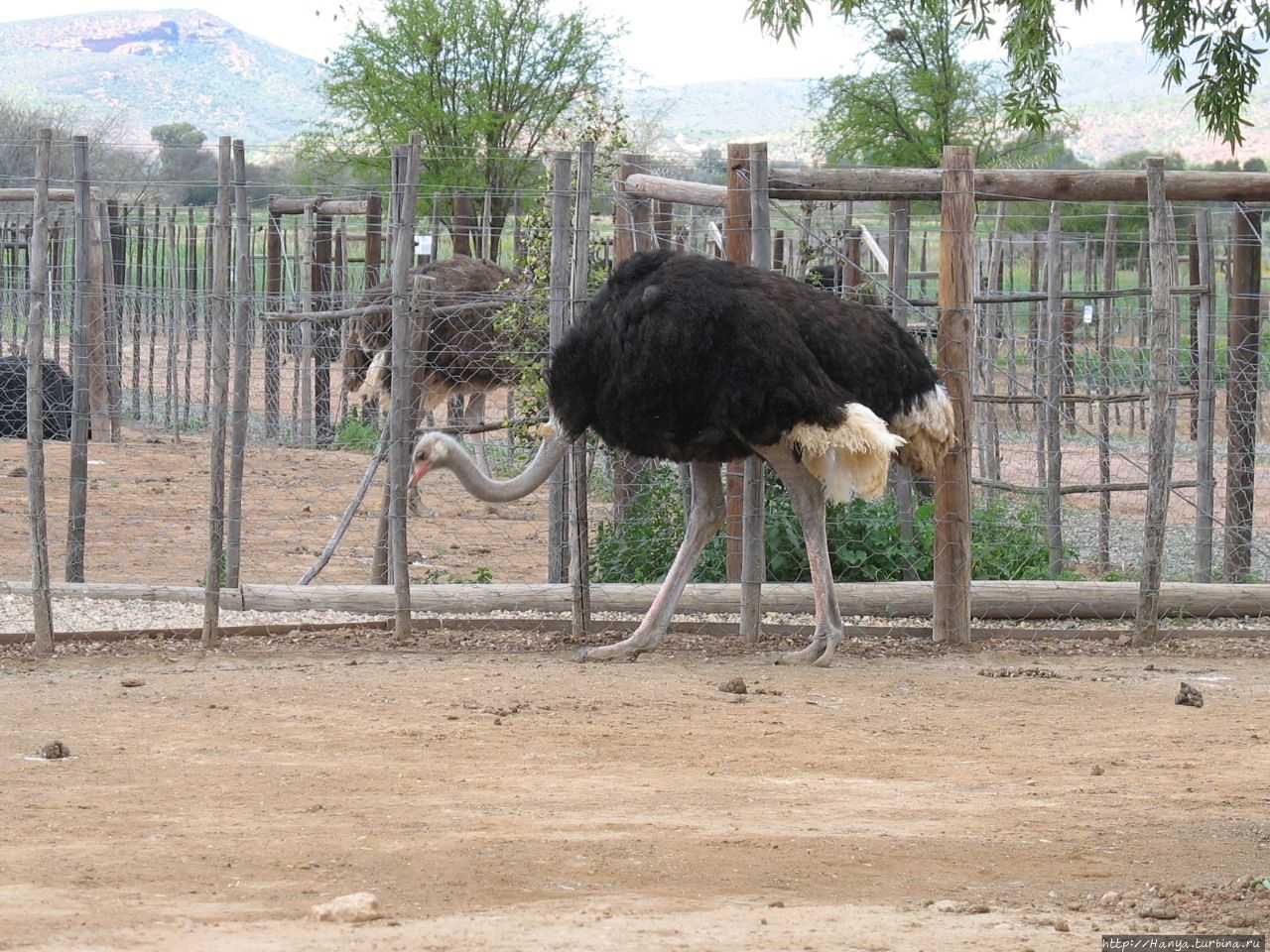 Страусиная ферма Safari Ostrich Show Farm Оудсхорн, ЮАР