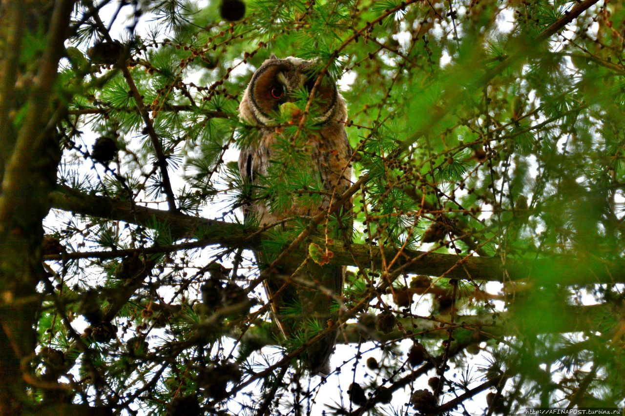 Совы. Игра в прятки Внуково, Россия Совы. Игра в прятки Внуково, Россия