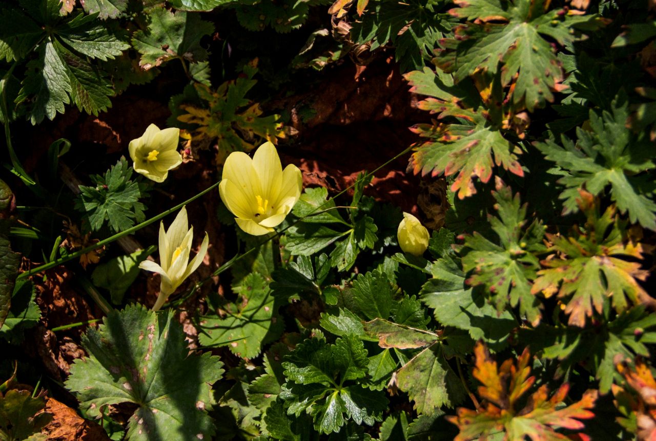 Озеро в горах Сасаши, Грузия