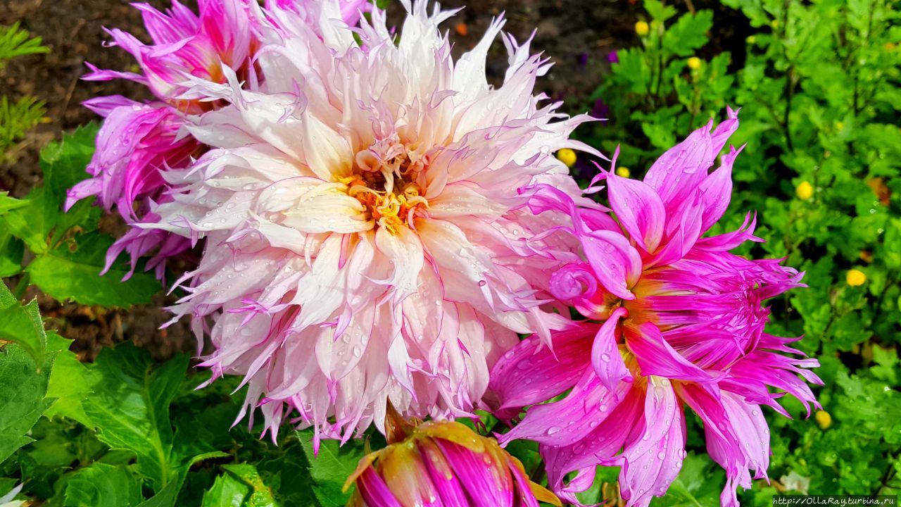 Покажу вам ещё розовых георгин. Сразу хочется видеть их в своём саду, не так ли? Покажу вам ещё розовых георгин. Сразу хочется видеть их в своём саду, не так ли?