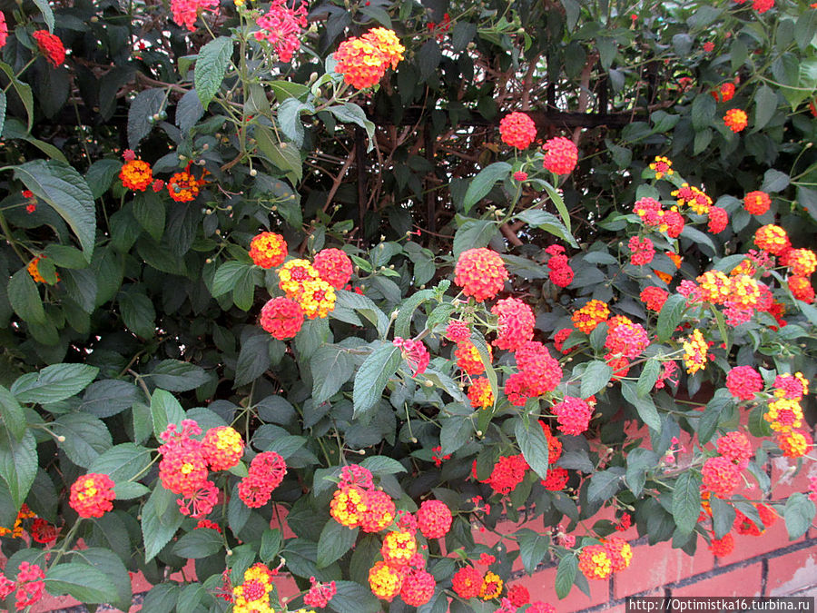 Цветущий Дидим Дидим, Турция