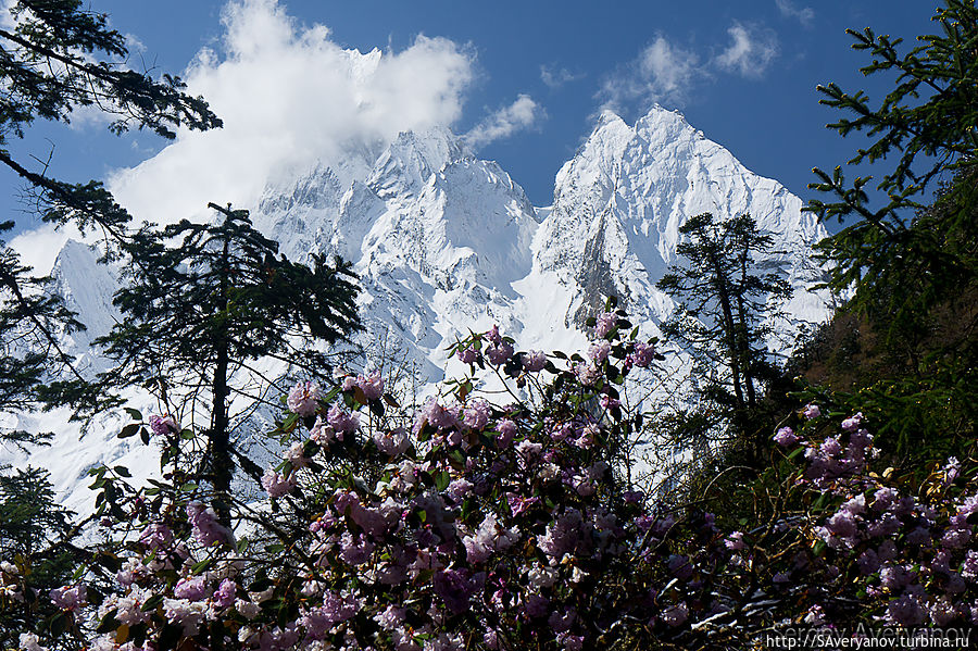 Волшебный лес Непал