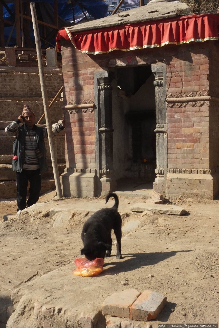 Раньше уличных собак не кормили. Впрочем как и коров. Сагарматха Национальный Парк, Непал