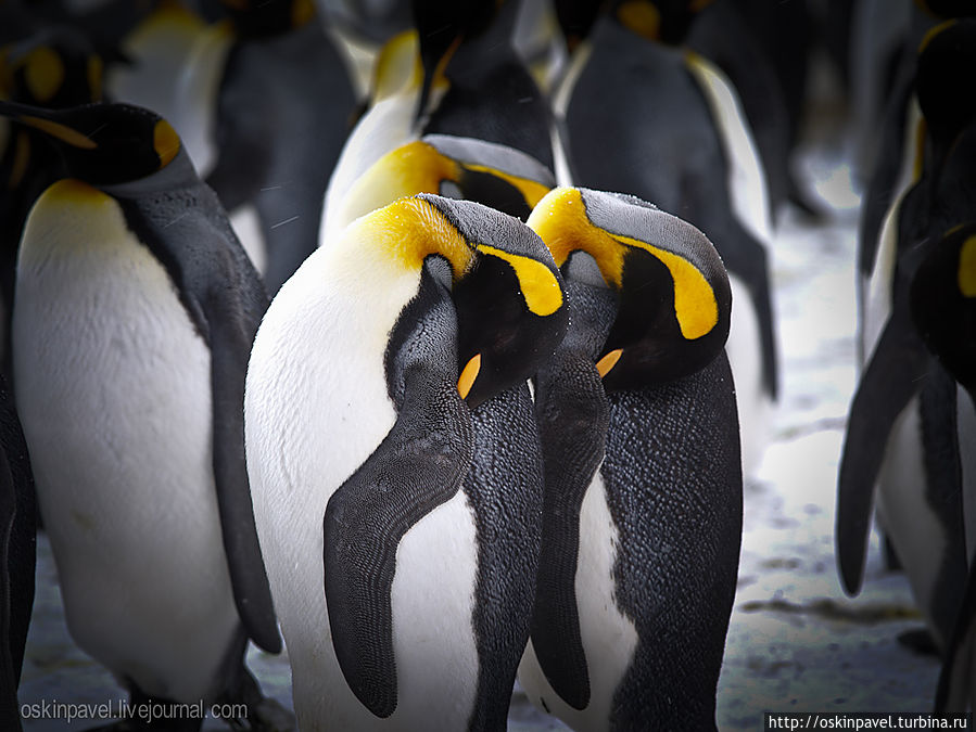 в пингвины вас принять не можем 
и встаньте батенька с колен 
напрасно вы надели ласты 
и клювик из папьемаше
