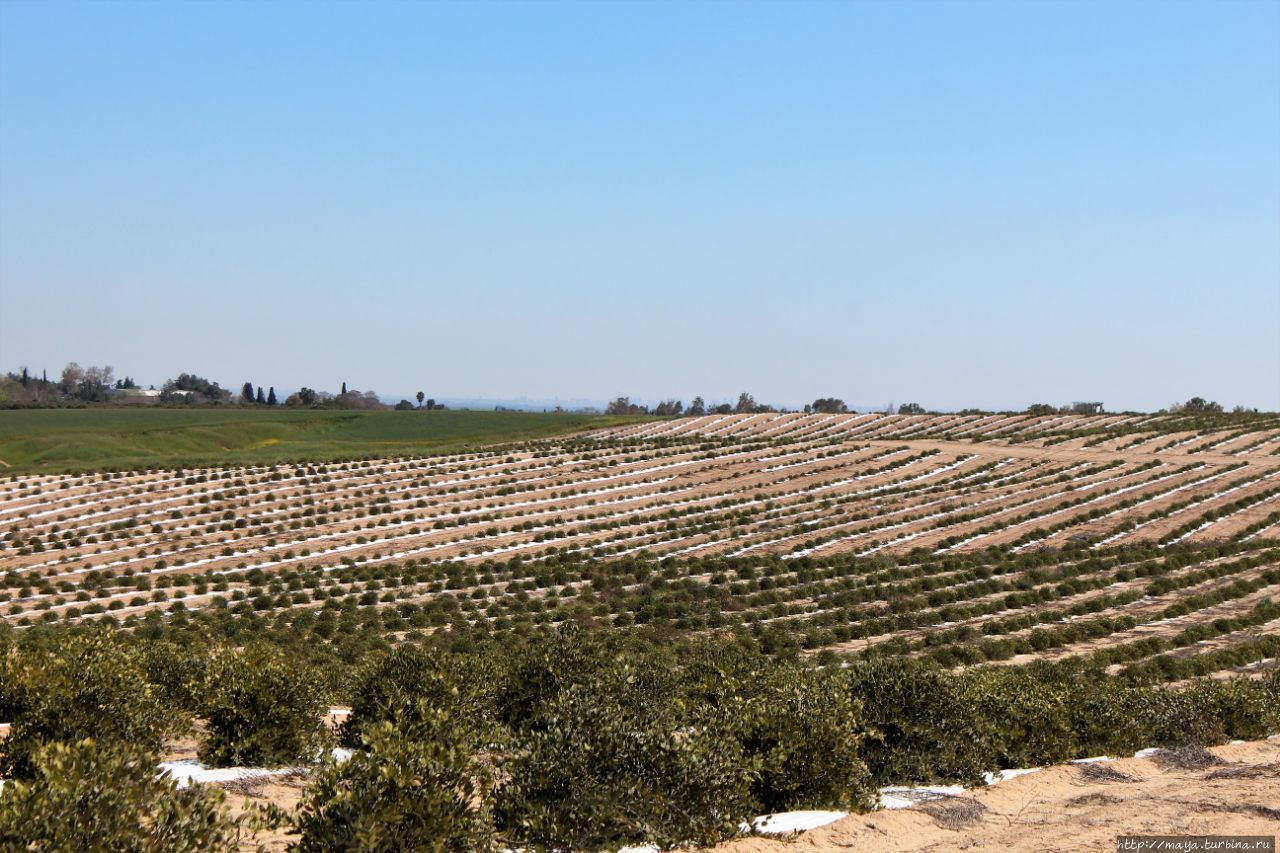 Вдоль Газы.  лес Беэри Беэри, Израиль