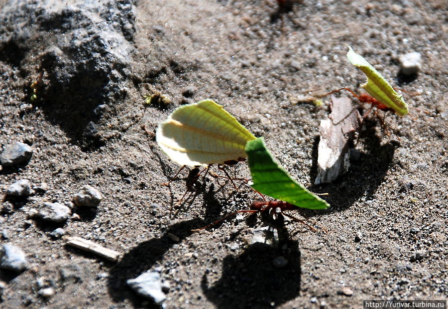 Муравьи-листорезы Аренал, Коста-Рика