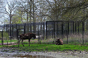 Лоси облюбовали себе болото