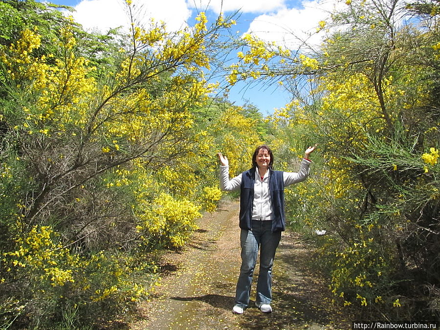 Цветущие акации в Национальном парке