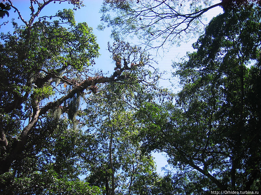 Королевский ботанический сад — райский уголок около Канди Перадения, Шри-Ланка