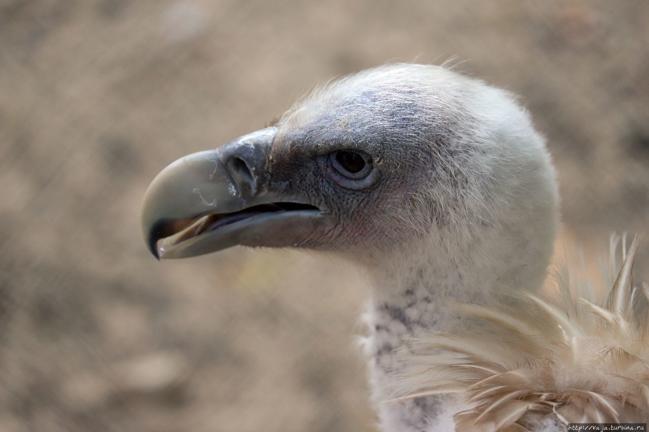 Зоопарк Янгона Янгон, Мьянма