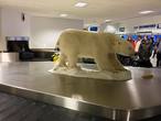 Медведи встречают туристов уже на выдаче багажа в местном аэропорту. И после этого кто-то ещё смеет шутить о засильи медведей в России...
