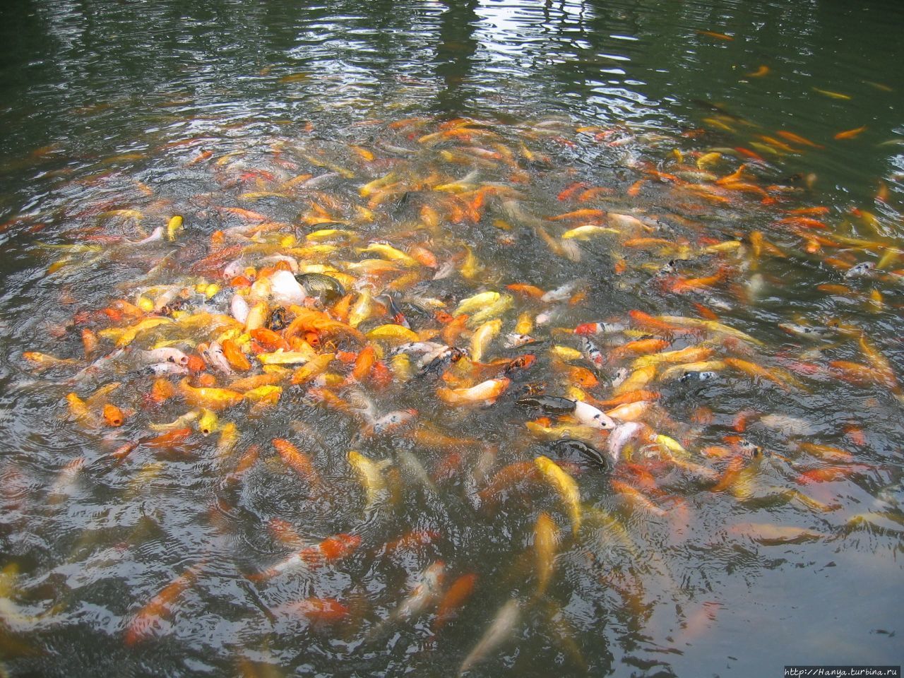 Золотые рыбки Шанхай, Китай