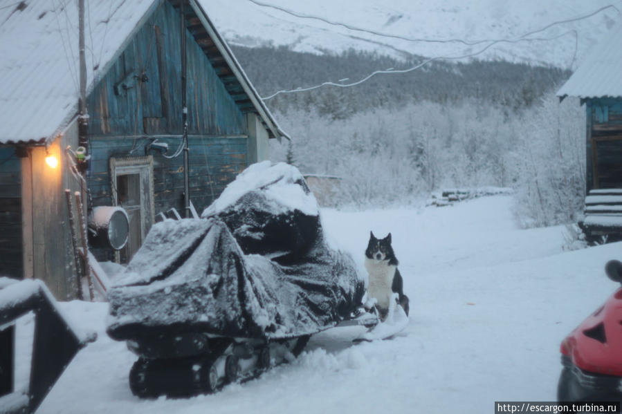 Милый глупый Чупакабра Мурманская область, Россия