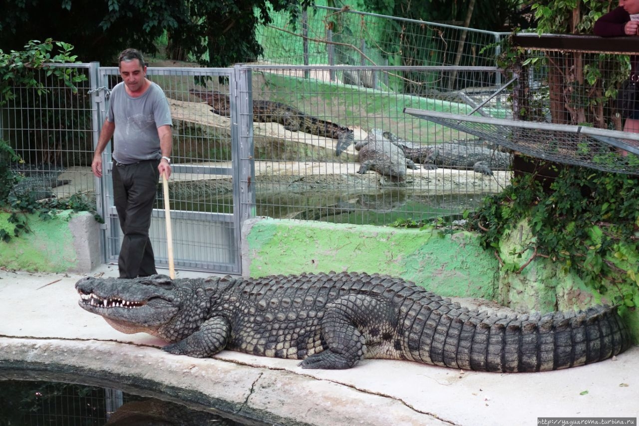 Крокодиловая ферма Торремолинос, Испания