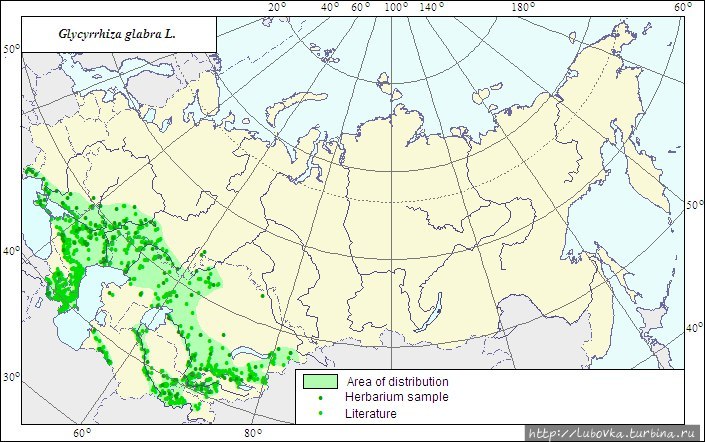 Glycyrrhiza glabra — Лакрица — по-фински, по-русски- Солодка Финляндия