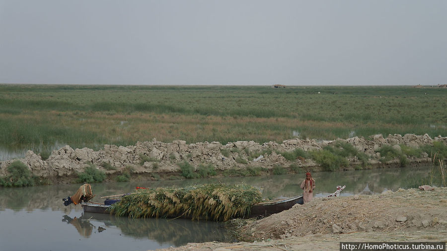К болотным арабам Провинция Басра, Ирак