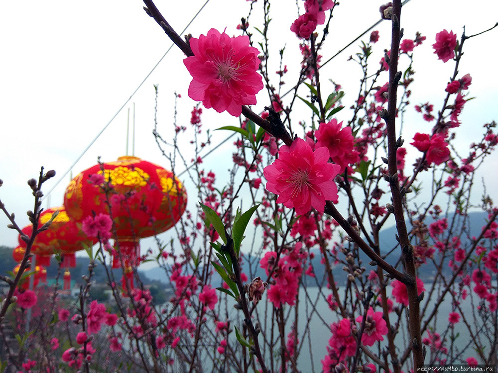 Цветы сливы Провинция Гуандун, Китай