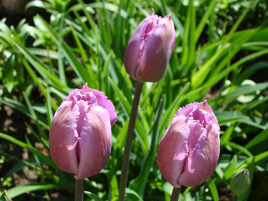 Девочки! Весна! Москва, Россия