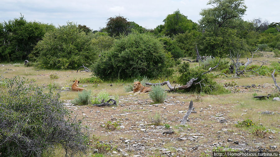 Лев с львицей Этоша Национальный Парк, Намибия