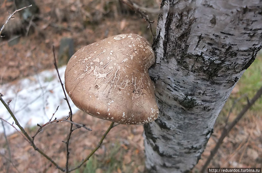 Весенний цветок, зимний грибок, последний снежок и... Красноярск, Россия