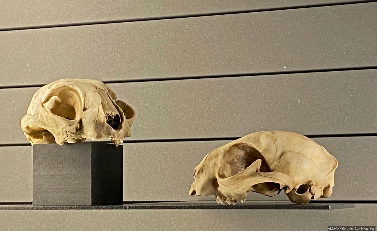 Дворец Медичи-Риккарди Флоренция, Италия Дворец Медичи-Риккарди Флоренция, Италия