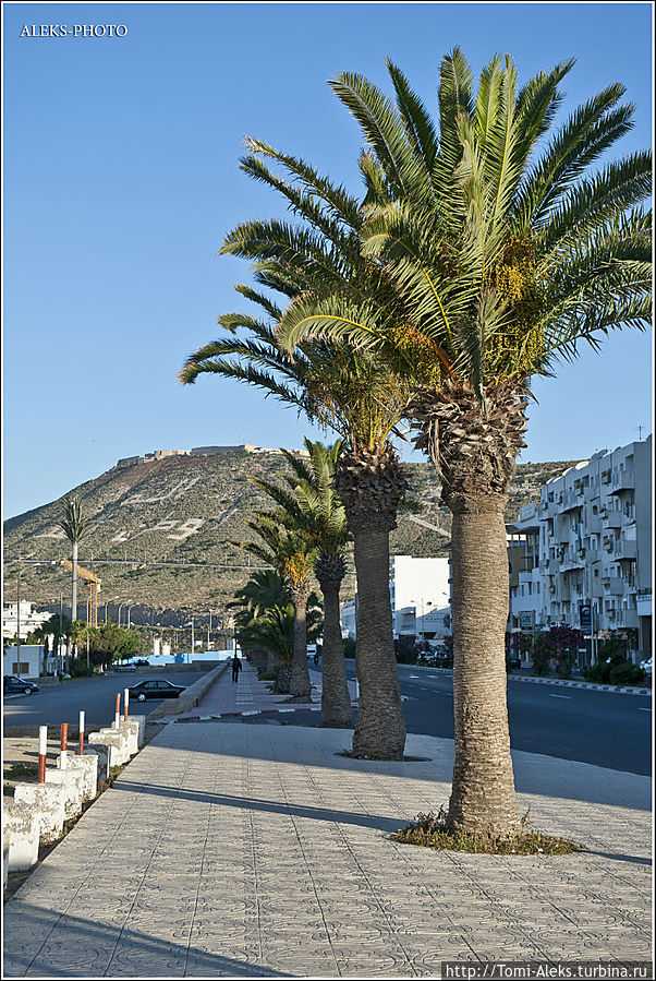 Вдоль которой стоящие пучком пальмы. Утро выдалось приятным...
*