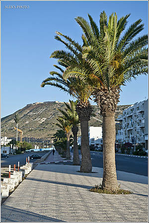 Вдоль которой стоящие пучком пальмы. Утро выдалось приятным...
*