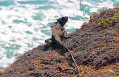 местная игуана-скалолаз (подробнее о них чуть позже)