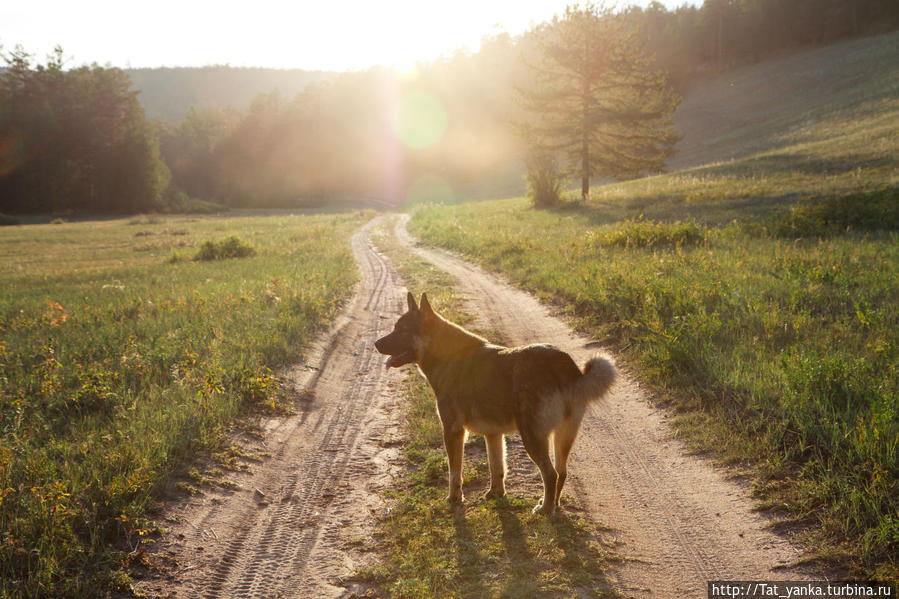 Собака-провожака Остров Ольхон, Россия
