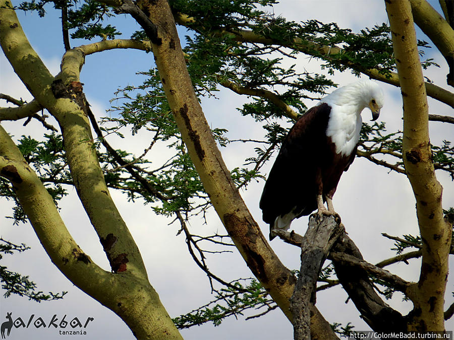 frican Fish-eagle Танзания