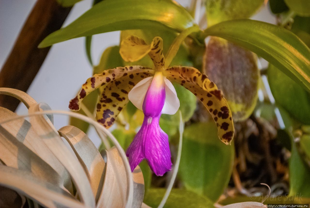В Музее природы выставка орхидей Рига, Латвия