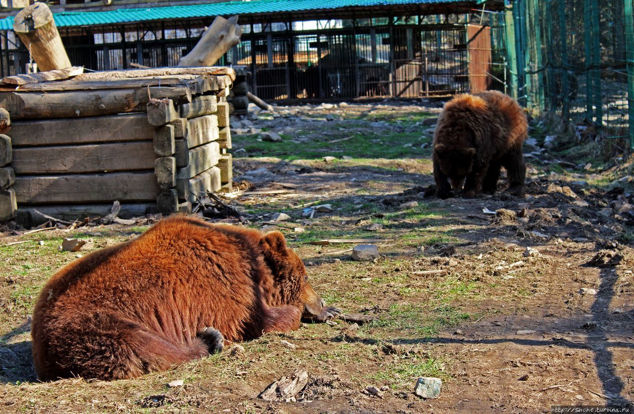 Медведь центр. Медведь в твери. Медведь центр. Спортклуб северный медведь. Медведь центр.