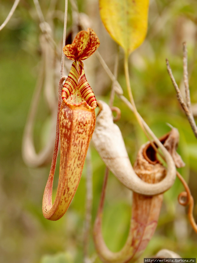 Яркий ободок кувшинчика привлекает насекомых Бако Национальный Парк, Малайзия
