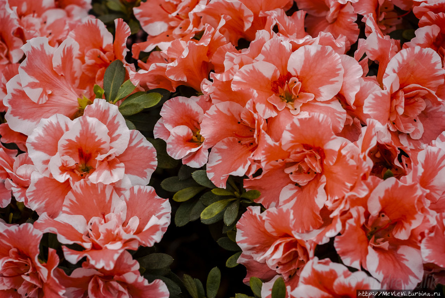 Прекрасные азалии в ботаническом саду Мюнхен, Германия