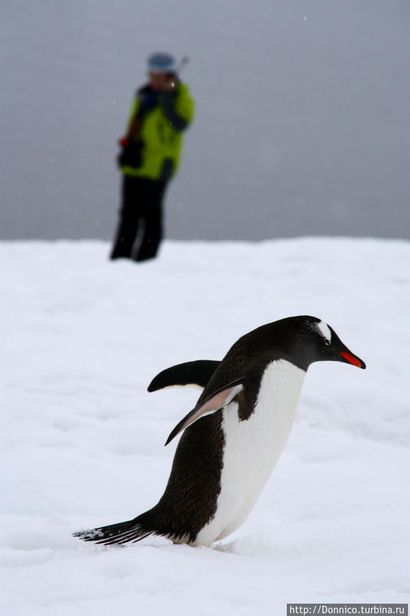 Столкновение цивилизаций или 2 вида пингвинов Остров Данко, Антарктида