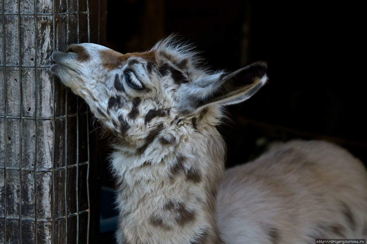 Зоопарк в SOUTHWICK, MA Саусвик, CША