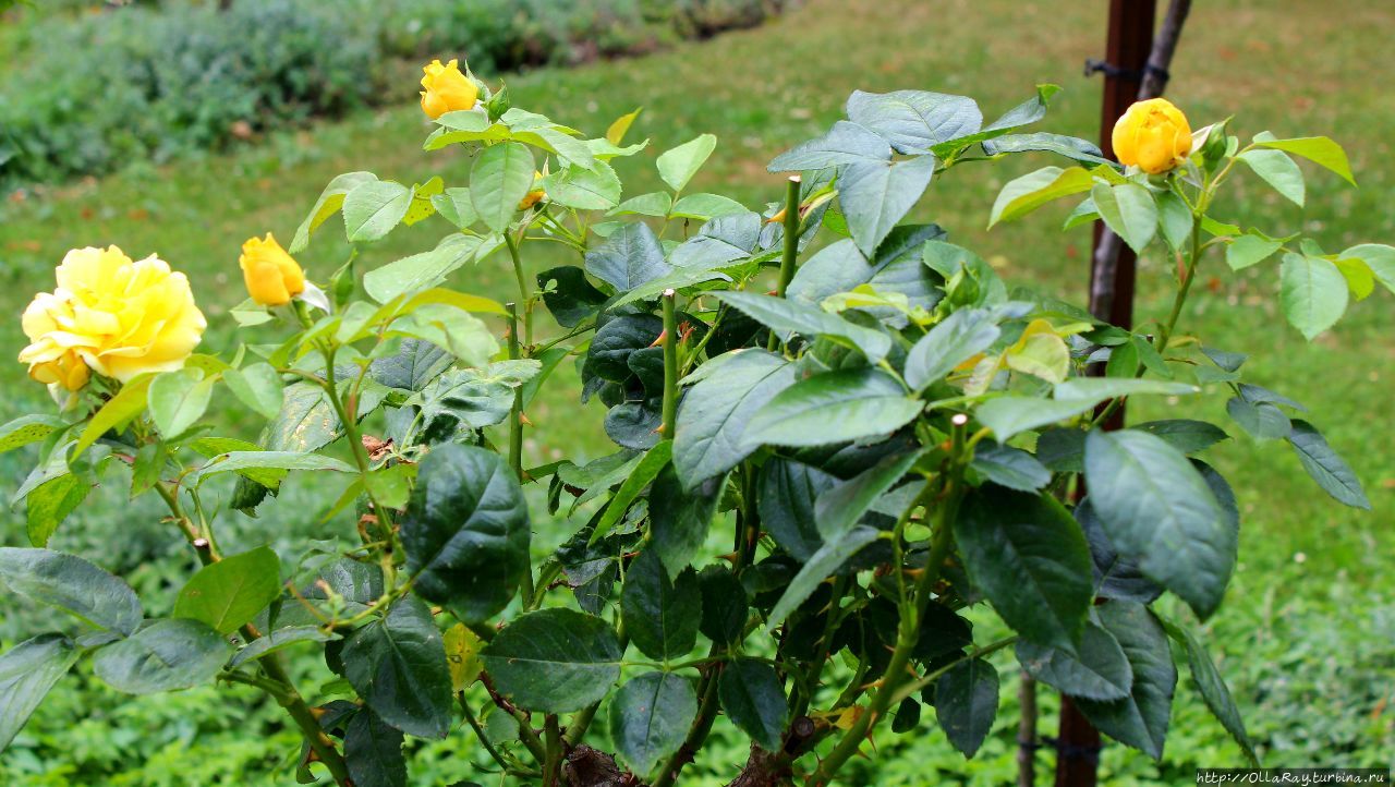 Floribundarose Bernsteinrose Tantau 1987 Баден, Австрия