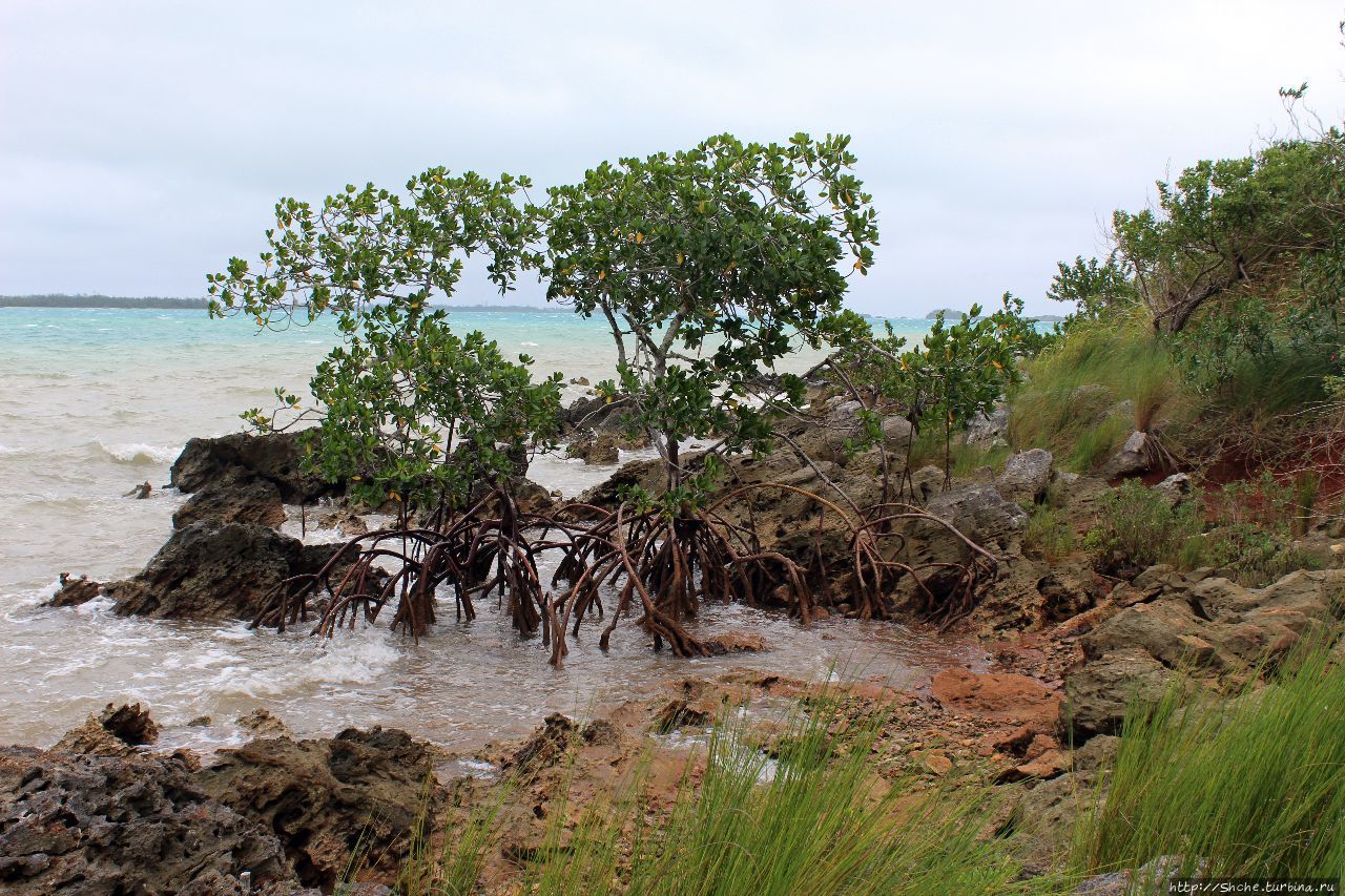 У природы нет плохой погоды (кусочек полудиких Бермуд) Остров Бермуда (главный остров архипелага), Бермуды