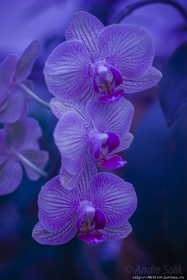 В Ботаническом саду Рига, Латвия