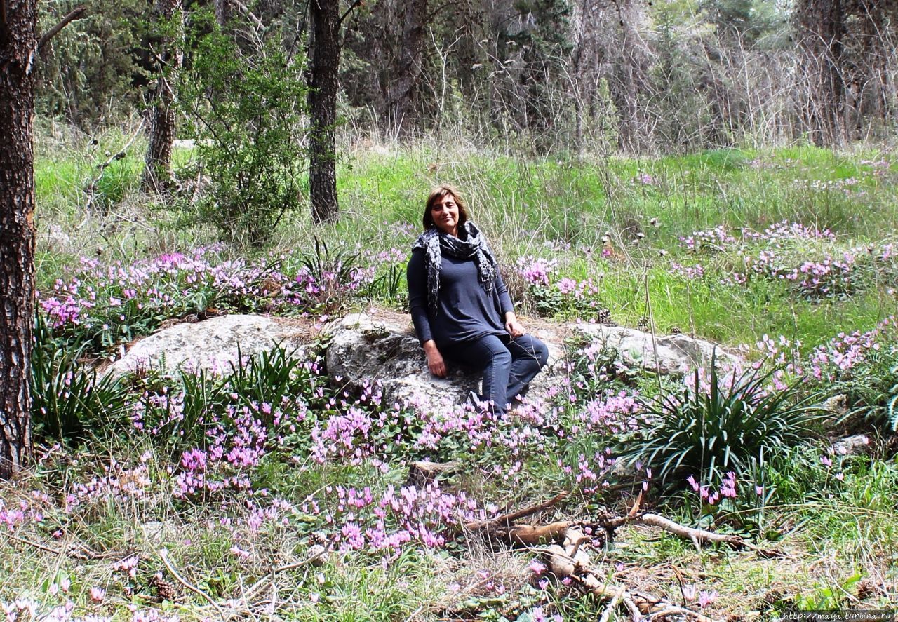 Весеннее Иерусалимский округ, Израиль