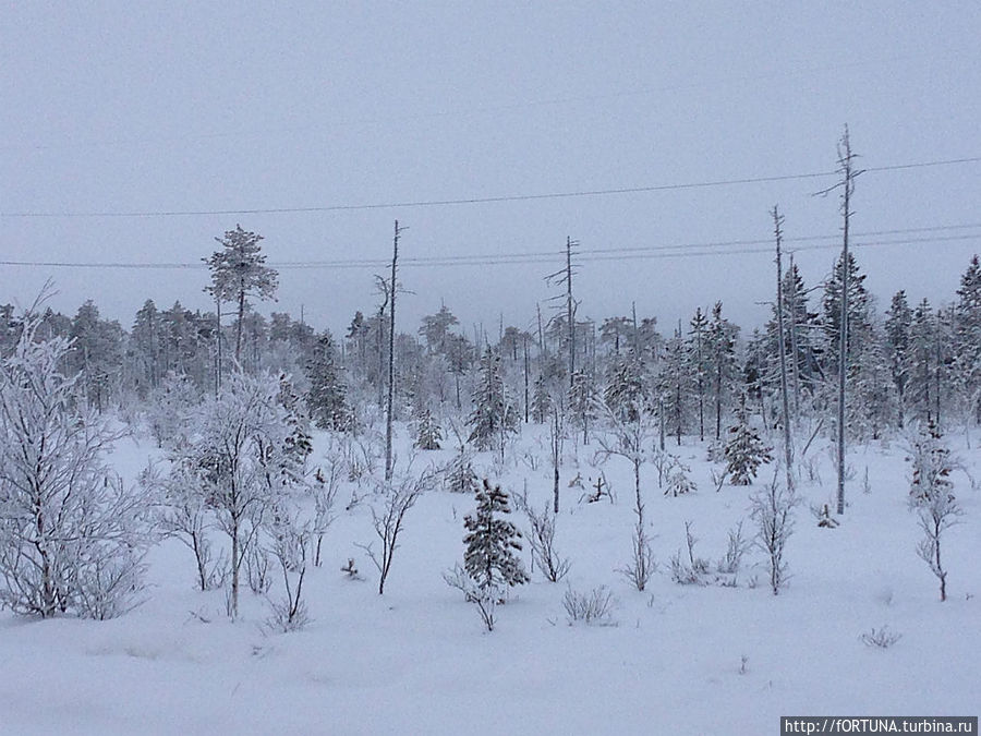 Чародейкою Зимою   околдован, лес стоит Республика Карелия, Россия