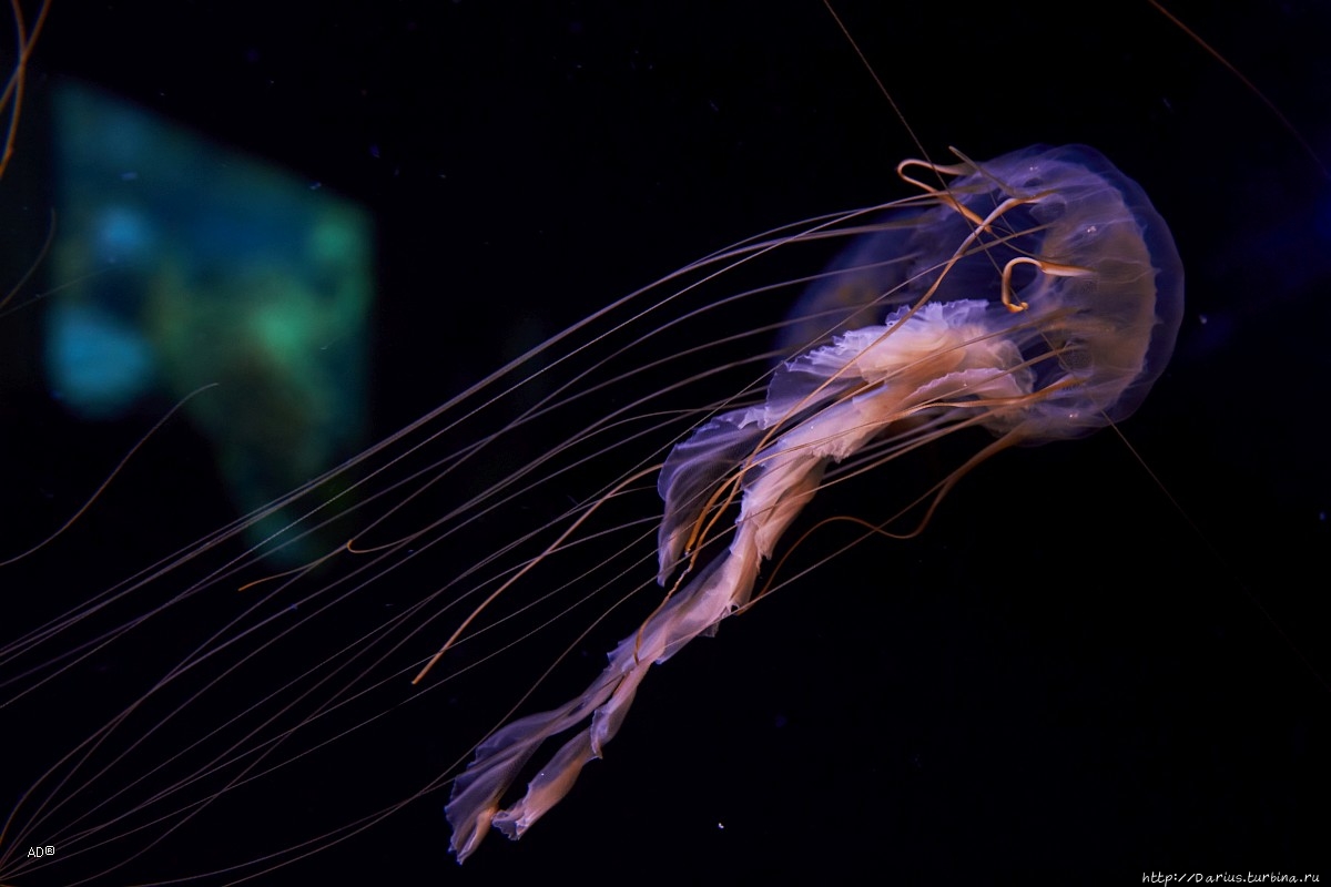 Вена 2019 — Зоопарк Вена, Австрия