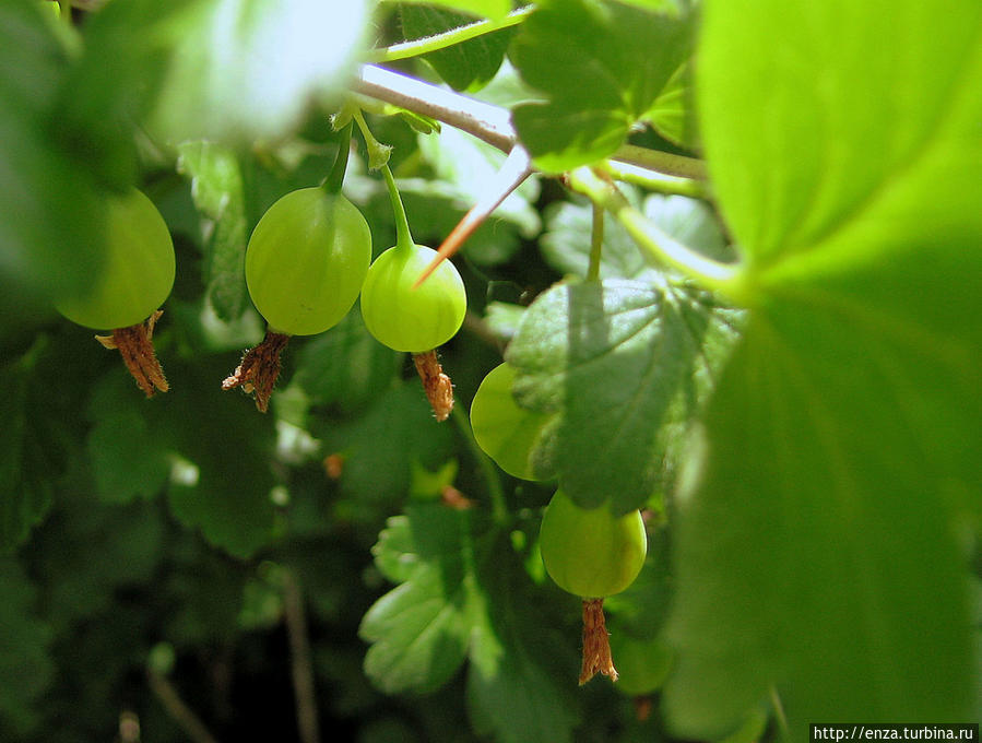 Дачная феерия