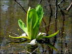 А  это  наш  лотос.  Шутка.  Очень  ядовитое  растение —  белокопытник.
