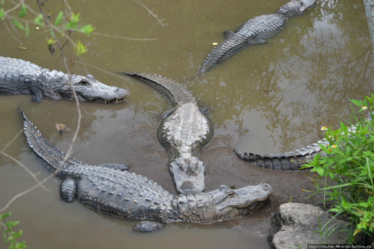 Everglades — единственное место, где вместе проживают крокодилы и аллигаторы. Национальный парк Эверглейдс, CША